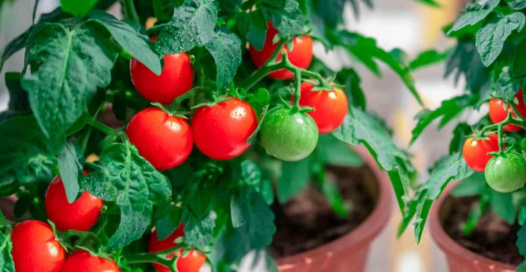 Como Cultivar Tomates en Macetas en casa Huerto doméstico