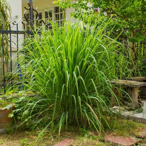 plantas de jardin para ahuyentar mosquitos