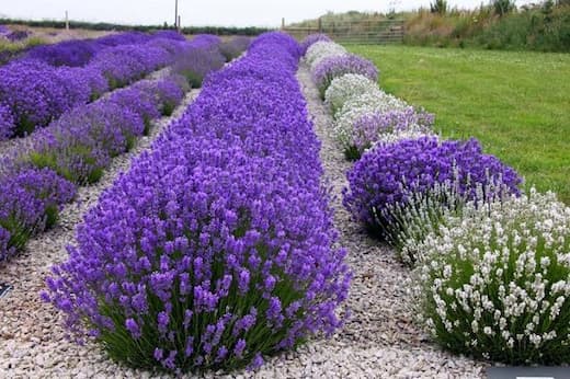 plantas de jardin que repelen mosquitos