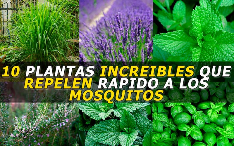 plantas de jardin antimosquitos