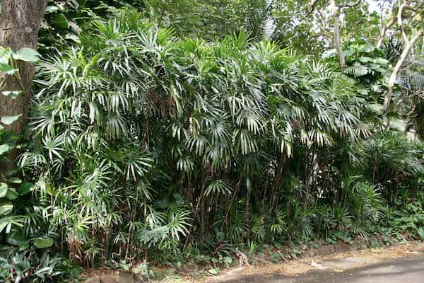 como cuidar rhapis excelsa en exterior