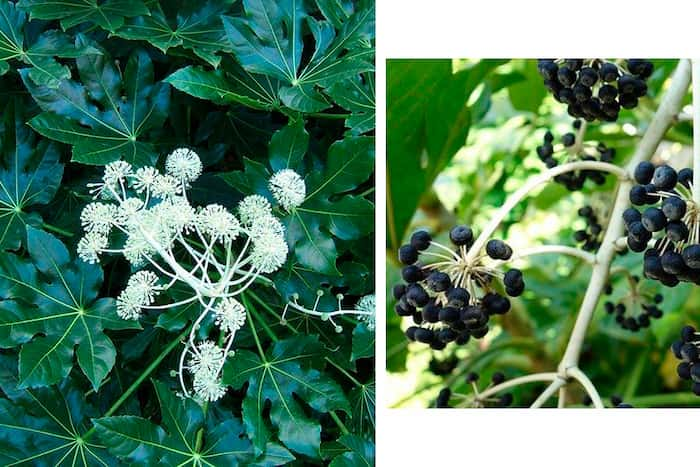 cuando florece la aralia