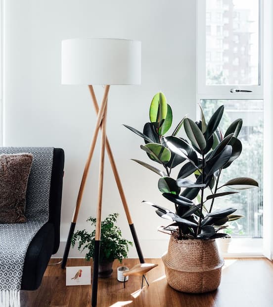 plantas que purifican el aire interior de casa