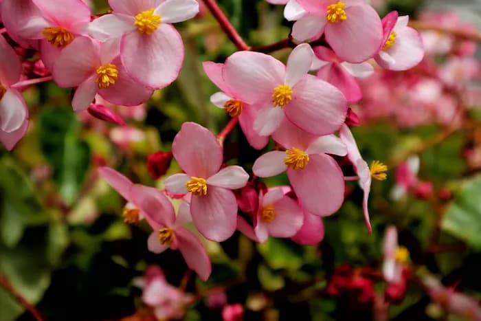 plantas de interior con flores olorosas