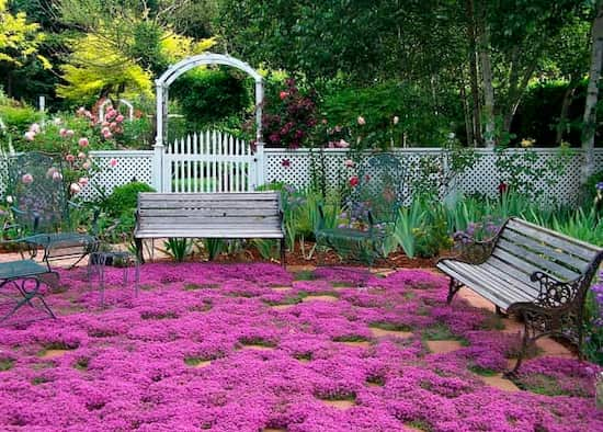 paisajismo con tomillo en flor