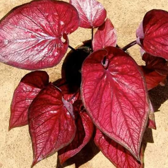 variedad caladium burnt rose jio ying