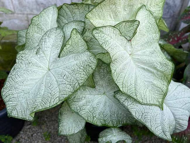 variedad caladium moonlight