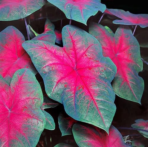 variedad caladium bicolor