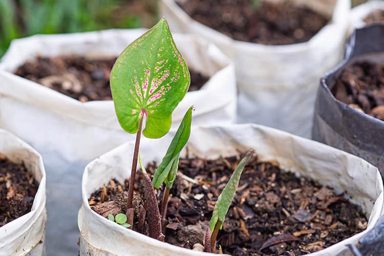 como plantar caladium