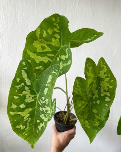 caladium marmoratum