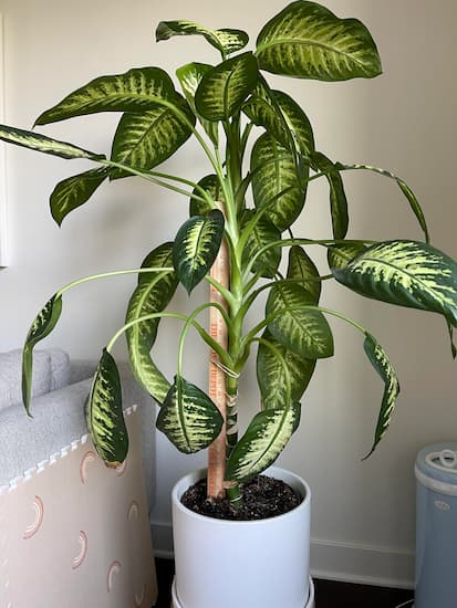 dieffenbachia amoena cuidados