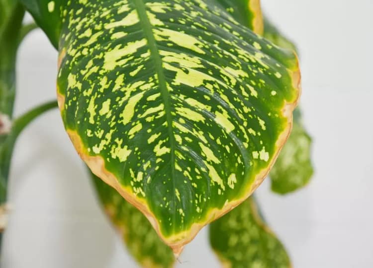 bordes hojas marrones dieffenbachia