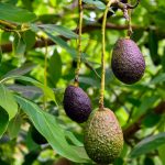 como podar el arbol de aguacate