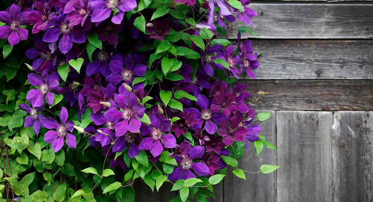 Cuidados de la clematis