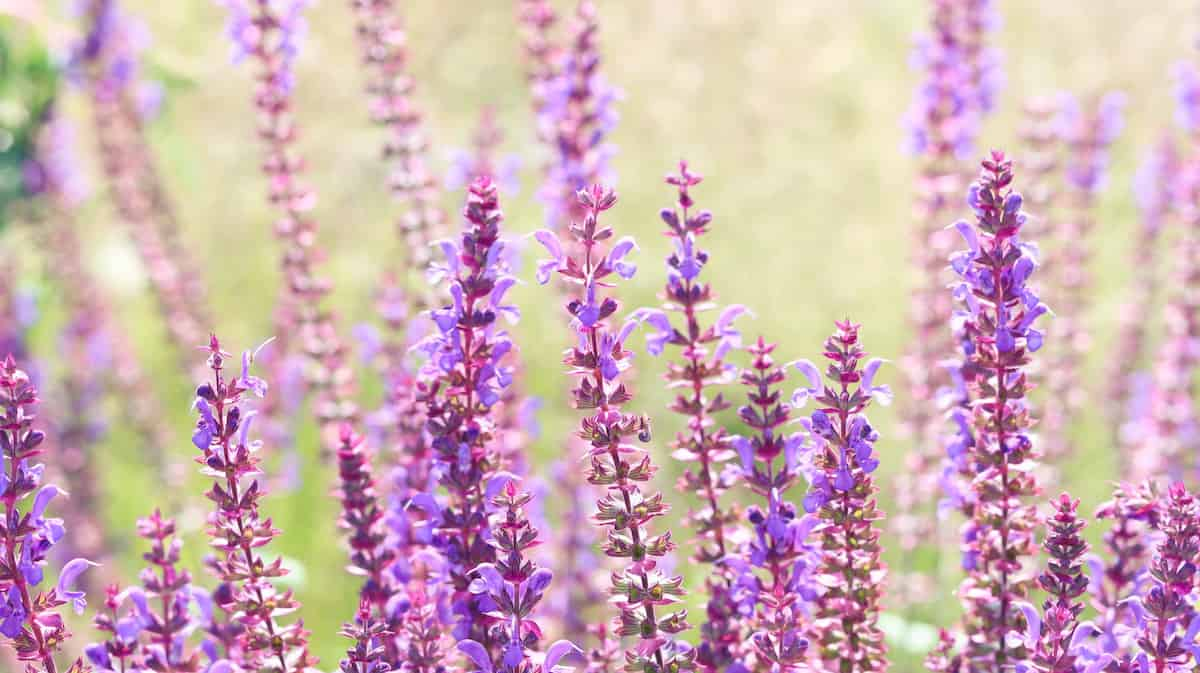 Cuidados de la salvia rusa