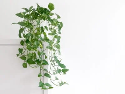 cuidado plantas pothos