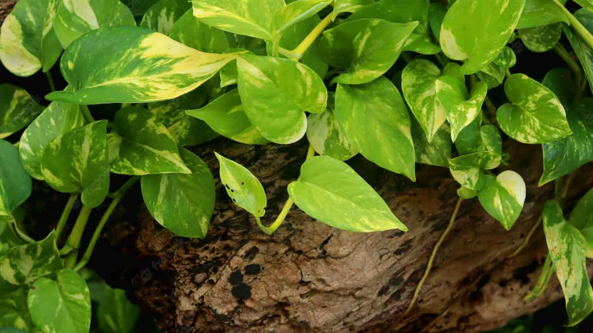 cultivar pothos en exterior