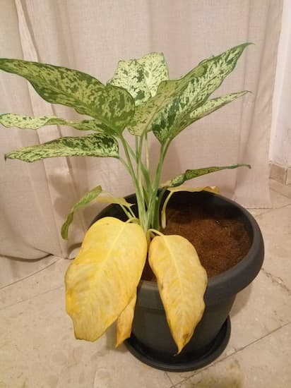 hojas amarillas dieffenbachia