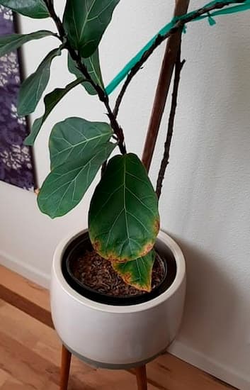 ficus lyrata con bordes marrones en la hoja