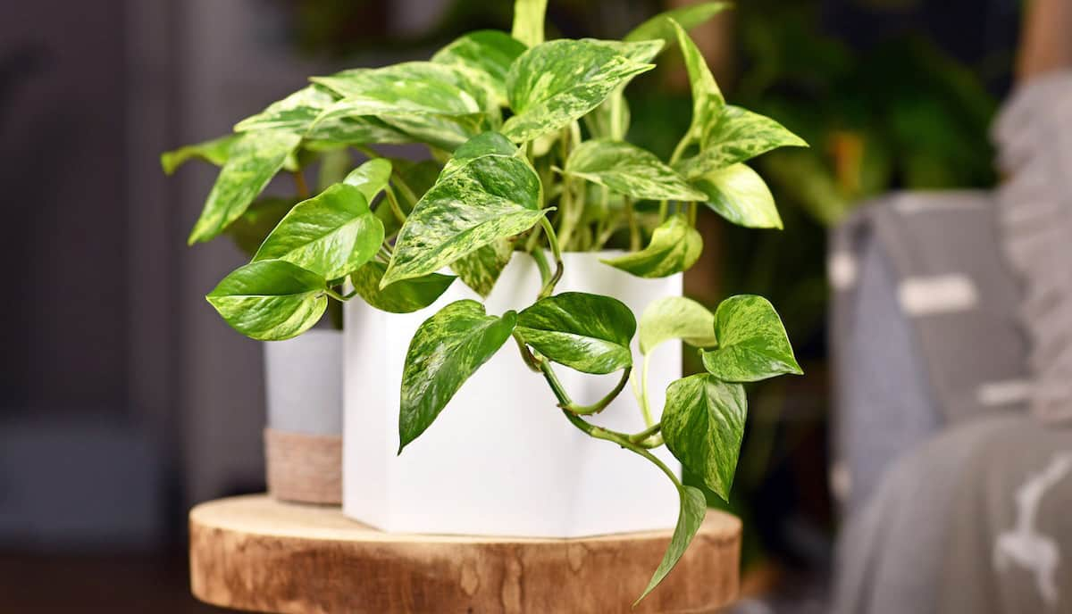 cuidado plantas pothos