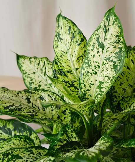 dieffenbachia cuidados