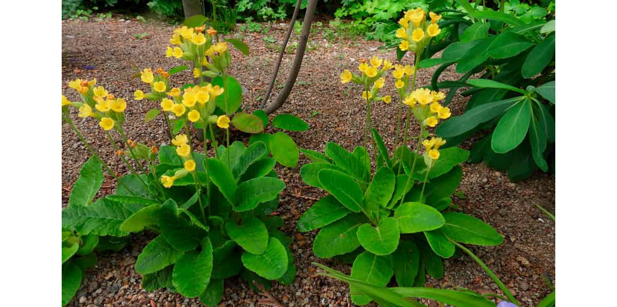 planta primula veris