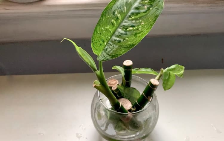 propagar la dieffenbachia