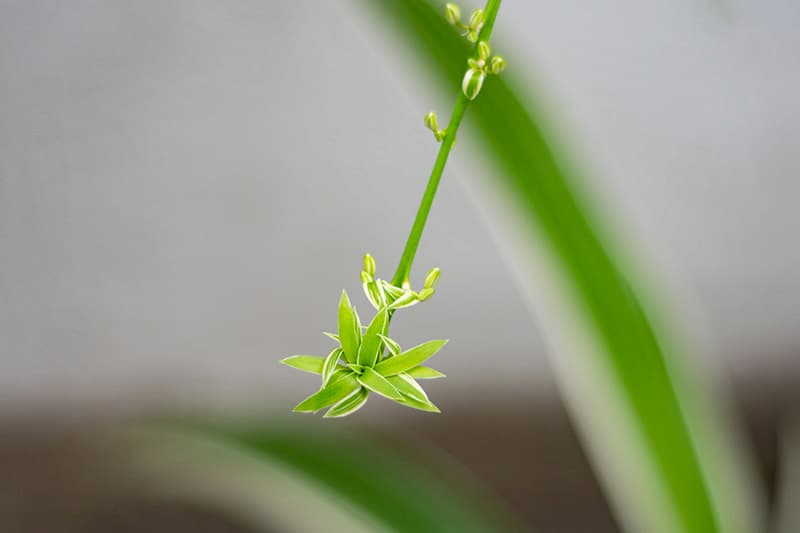 como propagar planta araña