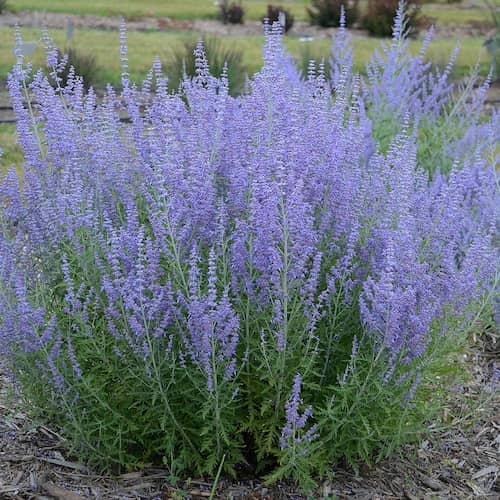 salvia rusa cuidados