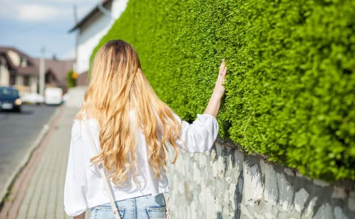 tipos de plantas de cobertura