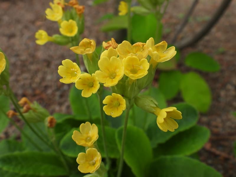 caracteristicas primula veris