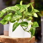 como reproducir un pothos por esqueje