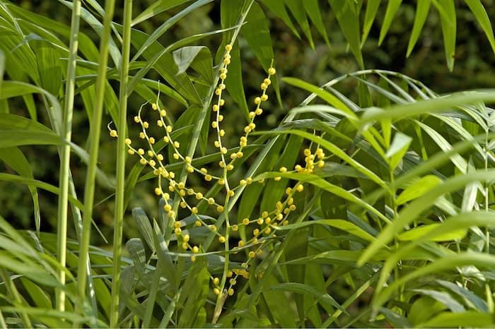 floracion de la chamaedorea elegans