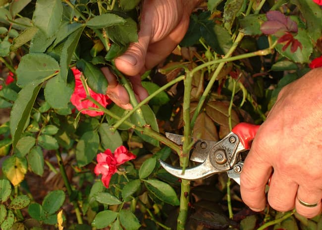 como podar el rosal