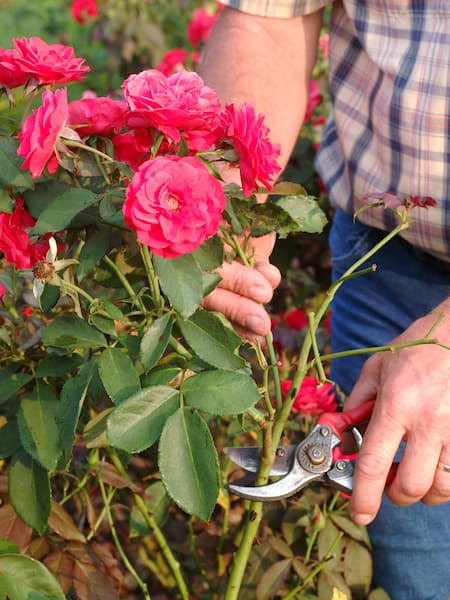 tipos de poda del rosal