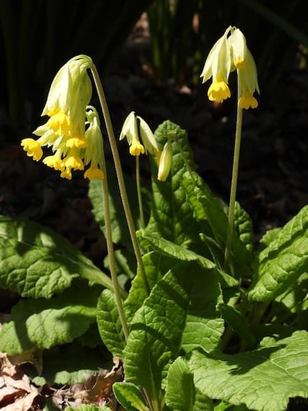 primula veris propiedades