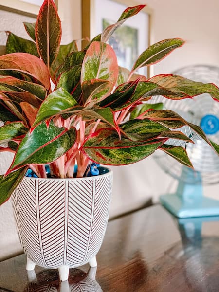 aglaonema plantas de interior sin drenaje