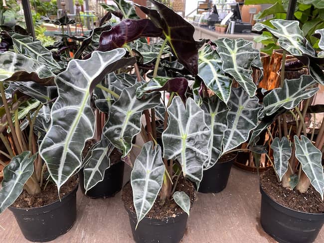 alocasia amazonica cuidados