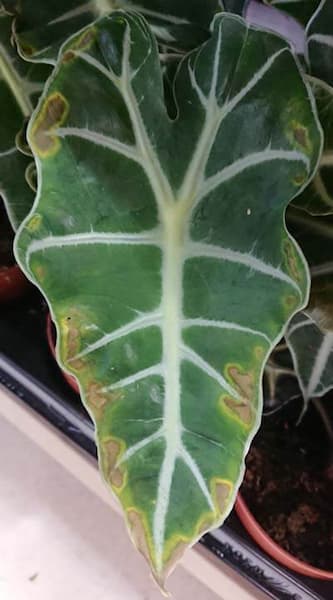 alocasia amazonica hojas amarillas