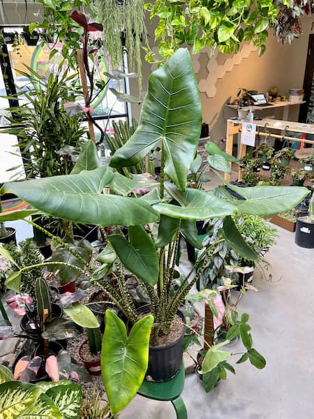 cuidados de alocasia zebrina en terraza