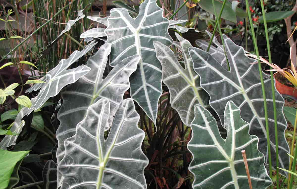 Cuidados alocasia en exterior