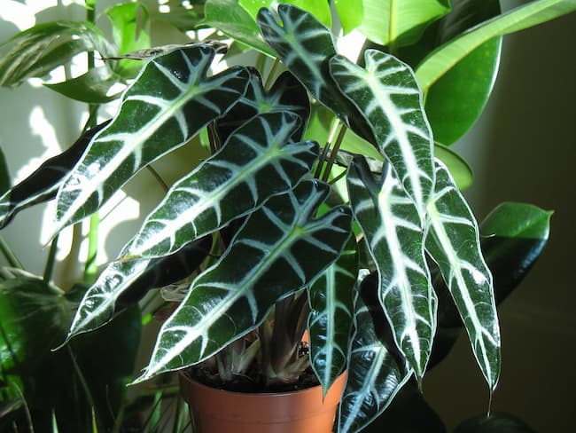 Consejos y cuidados de la alocasia