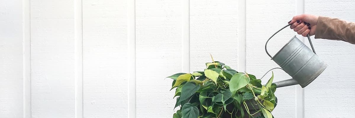 plantas de interior que no necesitan drenaje