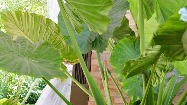 plantas alocasia cuidados