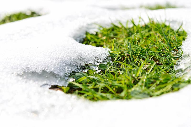 como cuidar el cesped en invierno