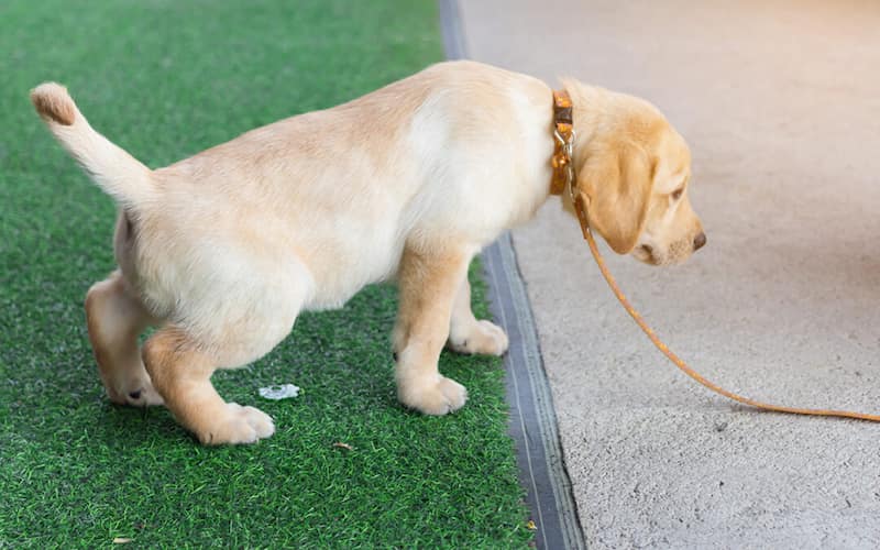 como limpiar excrementos y orina de mascotas