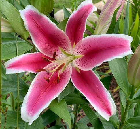 Lilium de color rosa