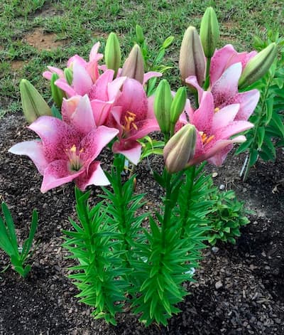 Planta lilium en jardin