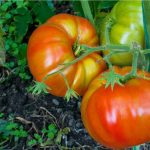 Abono casero para engordar los tomates