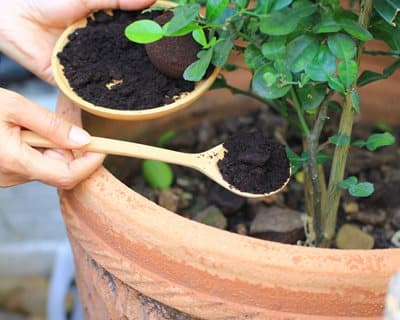 los posos de cafe como abono